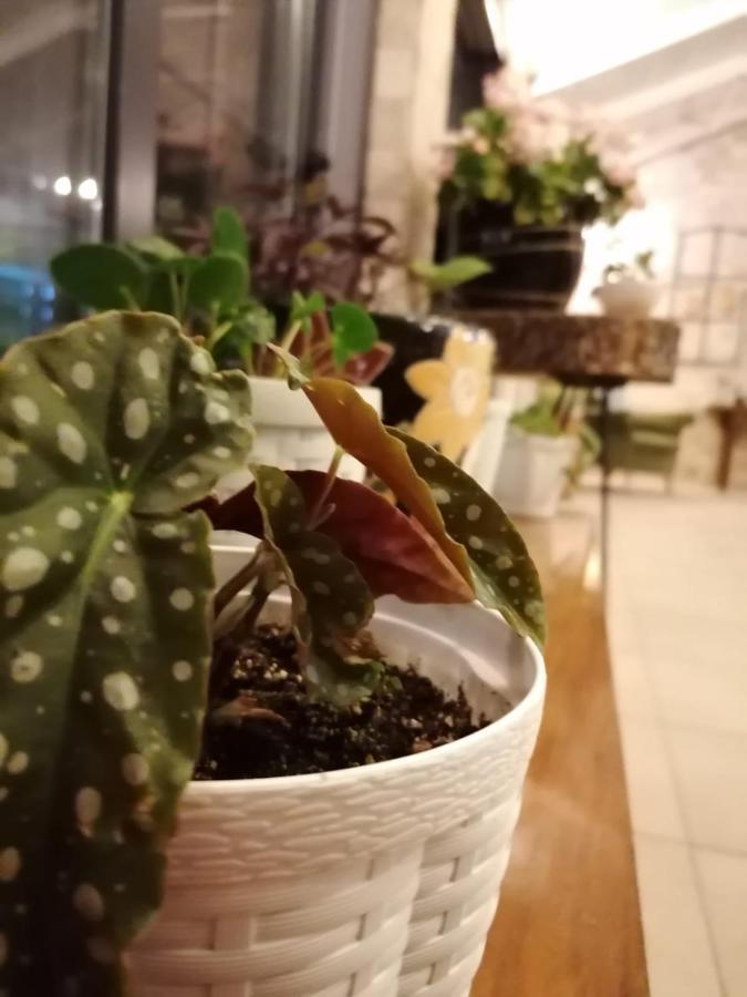 赛纳维兹酒店 阿德拉桑 外观 照片